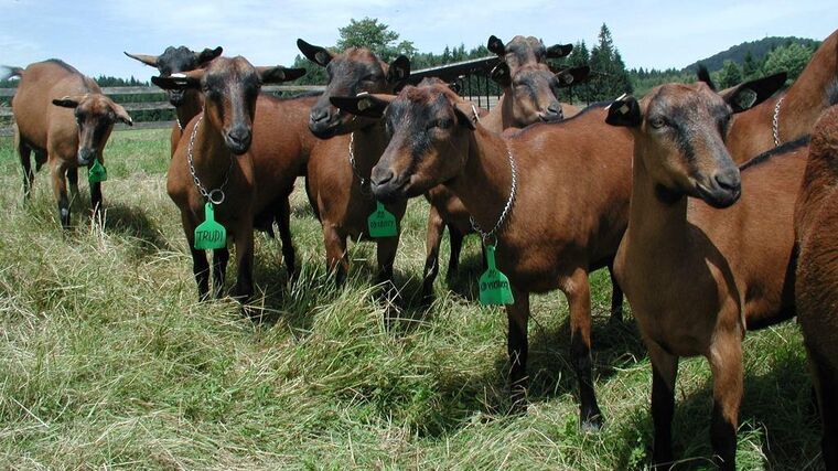 SZIF vydává rozhodnutí k dotacím na chov koz, bahnic a produkci brambor pro výrobu škrobu