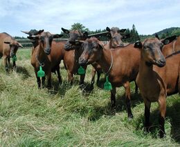 SZIF vydává rozhodnutí k dotacím na chov koz, bahnic a produkci brambor pro výrobu škrobu