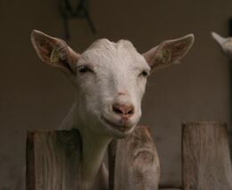 Na samotu u lesa. Ale natrvalo!