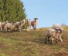 Stát bude postupně vyžadovat lepší úroveň ochrany stád před útoky velkých šelem