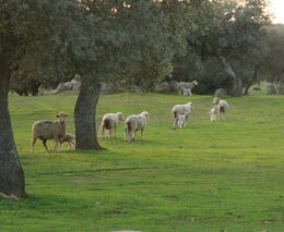Budaj nechce v prírode ani ľudí, ani ovce