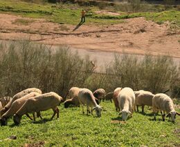 Ústavní soud se musí vyjádřit k tomu, zda obce mohou omezit chov zvířat