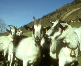 Farmáři ze Souměře: Je to drahý, náročný, ale pěkný koníček