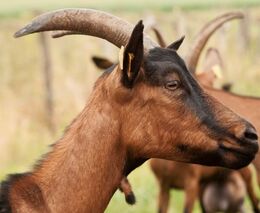 Farmu na Vysočině zaplavila mláďata koz a ovcí, protesty zdejší hospodáři neřeší