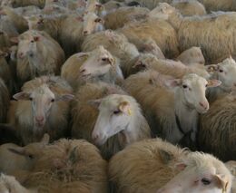 Před Suezským průplavem stojí i lodě se stovkami hladových ovcí na palubě