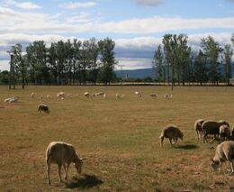 Senátoři podpořili vládní kritiku razantních změn v zemědělství