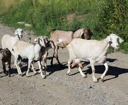 Kozí, přitom bez kozího zápachu. Rodinná farma z Moravy umí