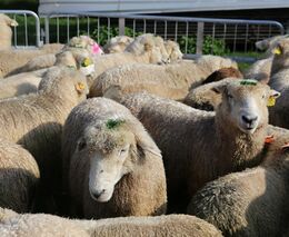 České ovce v Silicon Valley. Studentka vymyslela úspěšný software na evidenci stáda