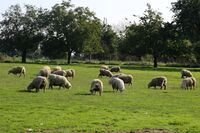 Jaká je aktuální situace velkých predátorů v České republice?