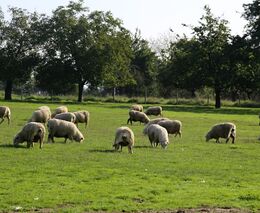 Jak moc je potřeba věnovat pozornost zdraví zvířat v chovech malých přežvýkavců?