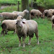 Koncem března bude v ČR k dispozici vakcína proti dalším typům katarální horečky ovcí