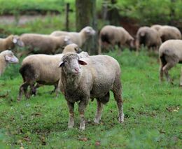 Vlci páchají škody, Moravskoslezský kraj pomůže hospodářům chránit stáda