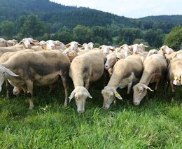Ochránci v Beskydech zkusí pastvu na mokřadech, pomohou ohroženým motýlům