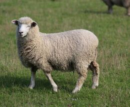 SVS potvrdila katarální horečku ovcí u dalších 7 chovatelů, v ČR je 15 ohnisek