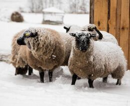 Chovatelé mohou získat dotaci na ochranu stád před velkými šelmami