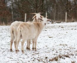 Opustil úspěšnou firmu a farmaří. Jako jeho předci
