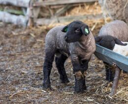 Farmaření pomáhá závislým vyhrát nad drogami. Zvířata je učí důvěře a zodpovědnosti