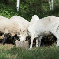 Kozy na dohled paneláků. Jirákovi farmaří kousek od centra Prahy