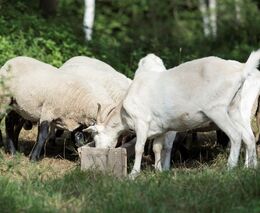 Dialog s chovateli ovcí a koz