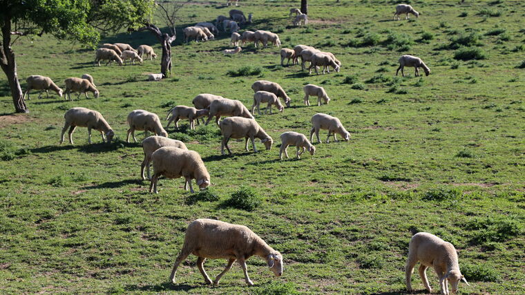 Veterináři ve Zlínském kraji letos evidují tři případy katarální horečky ovcí 