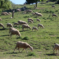 Veterináři ve Zlínském kraji letos evidují tři případy katarální horečky ovcí 