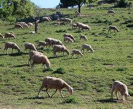 Veterináři ve Zlínském kraji letos evidují tři případy katarální horečky ovcí 