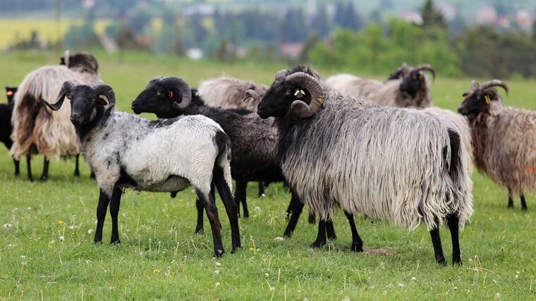 Zachování podpory určené na zlepšování šlechtitelské práce je pro chovatelské svazy životně důležité