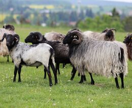 Zachování podpory určené na zlepšování šlechtitelské práce je pro chovatelské svazy životně důležité