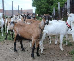 Jak a proč chovat kozy? Mléko i maso patří mezi zdravé delikatesy