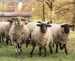 Polsko v okrese nedaleko hranic s Českem ohlásilo katarální horečku ovcí