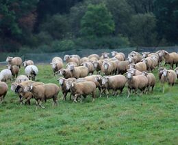  Lesní pastva opět pomůže vzácné kuřičce hadcové. Rostlině vyskytující se jen na Podblanicku
