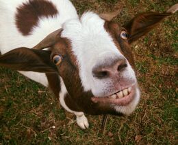 Pozvánka na Kozí mejdan