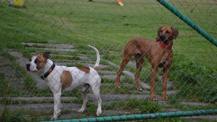 Veterináři: Psi neznámého původu z Ukrajiny mohou do ČR zavléct vzteklinu