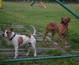 Veterináři: Psi neznámého původu z Ukrajiny mohou do ČR zavléct vzteklinu