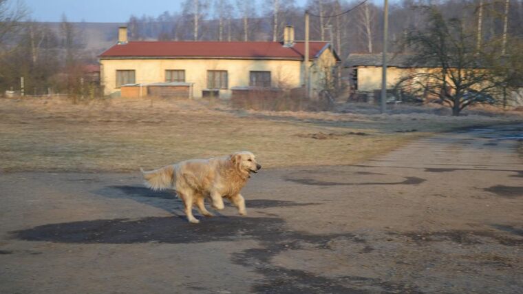 Veterináři zjednodušili podmínky vstupu psů a koček, které si přivezou Ukrajinci