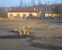 Veterináři zjednodušili podmínky vstupu psů a koček, které si přivezou Ukrajinci