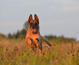 Je člověk schopný rozpoznat svého psa na základě čichu?