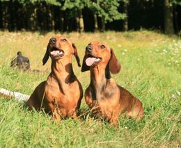 Strany chtějí posilovat ochranu zvířat, neshodnou se na zakotvení v ústavě