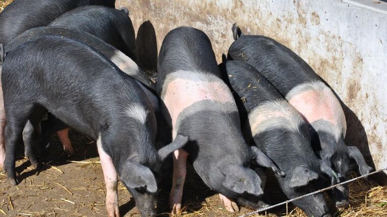Biofarma Sasov v opozici: slintavka a kulhavka je neděsí, problém jsou opatření