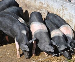 Biofarma Sasov v opozici: slintavka a kulhavka je neděsí, problém jsou opatření