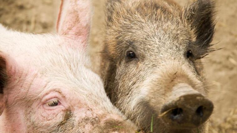 Veterinární správa varuje před zavlečením afrického moru prasat z dovolené