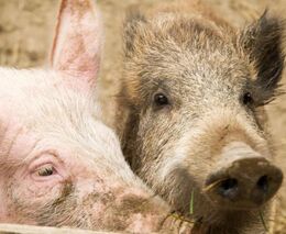 Omezení spojená s africkým morem prasat zasahují z Frýdlantska do středních Čech