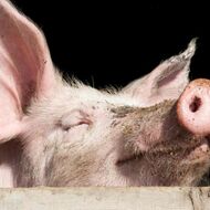 SZIF podpoří dobré životní podmínky zvířat a vakcinaci prasat přibližně jednou miliardou korun