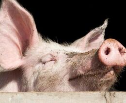 Reakce ASZ ČR na rostoucí výrobní náklady v zemědělství 