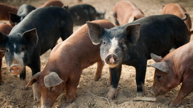 Zemědělský fond rozdělí na zálohách až 800 milionů Kč na ozdravení chovů