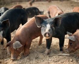 Zemědělský fond rozdělí na zálohách až 800 milionů Kč na ozdravení chovů