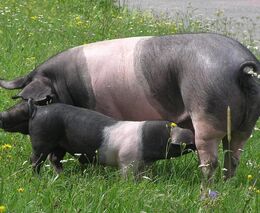 Seminář: Zlepšování zdraví a životní pohody prasat