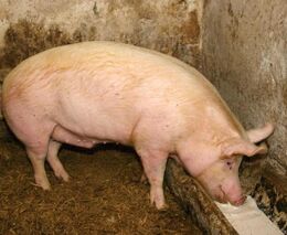 Seminář: Zpracování masa na farmě