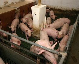 Cena prasat se propadla o třetinu. Chov se už nevyplácí