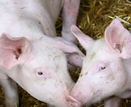 Prasata si sama zatopí. Moravský statek vyrábí z výkalů elektřinu